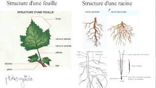 DES POUX AU POULAILLER  Les solutions [upl. by Aikel]