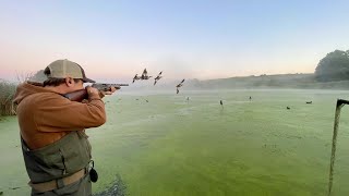 Duck Hunting a Secluded Foggy Pond Early Season Teal [upl. by Ynnavoeg]