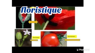 cours de la floristique S4  partie 1  بالدارجة [upl. by Drews]