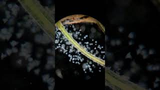 Vorticella colony living on a duckweed root [upl. by Anneyehc]