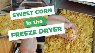 Freeze Dry Sweet Corn [upl. by Okimik534]