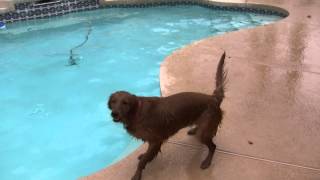 Dark red golden retriever in pool [upl. by Diley]