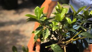 Guide to Pruning a Gardenia Bush  Garden Savvy [upl. by Laurence7]