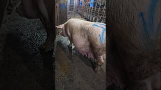 See you soon🐷🐷 pigging farming subscribe pig shortvideo shorts short shortsfeed foryou usa [upl. by Clausen]