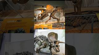 TRICERATOPS DIFERENTES DA MESMA ESPÉCIE  MESOZOICO ZOADO dinossauros mesozoicozoado identidino [upl. by Victoir]