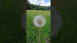 Taraxacum  a very medicinal plant [upl. by Botzow]