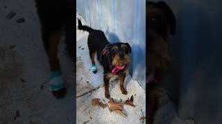 Video of adoptable pet named Buck [upl. by Werd]