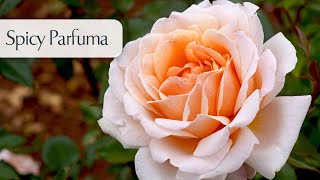 Spicy Parfuma  Rose [upl. by Riobard553]