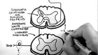 Spinal Pathways 3  Spinothalamic Tract [upl. by Ahcarb847]