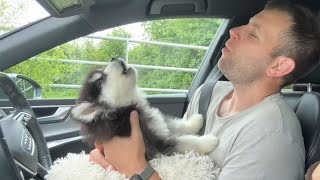 Adorable New Puppy Howls For The First Time So Cute [upl. by Aivart]