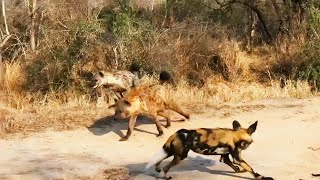 Hyenas amp Wild Dogs Clash [upl. by Gniw560]