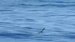 Bandrumped StormPetrel Oceanodroma castro aka Madeiran StormPetrel [upl. by Hagan]