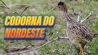 🐦✅CANTO DA CODORNA DO NORDESTE  LAMBU PEDRÊS  CODORNIZ NOTHURA BORAQUIA [upl. by Farl341]