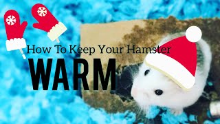 How to Keep Your Hamster Warm  Torpor in Hamsters [upl. by Alyss]