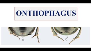 Onthophagus genus [upl. by Aserehc449]