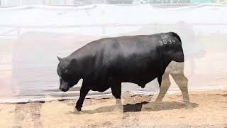 30th Anniversary Cattlemen’s Select Bull amp Female Sale [upl. by Ver]