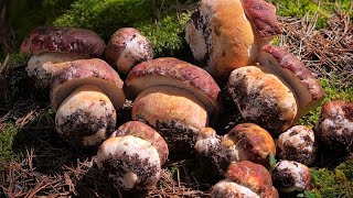 2024 madrid Boletus Pinicolas rebozuelos perretxikos y colmenillas 🌲🍄🌿 setas mushroom [upl. by Askari239]