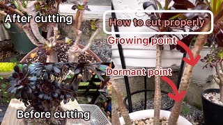 45 HOW TO PROPAGATE AEONIUM ARBOREUM ZWARTKOP succulent gardening 多肉植物 [upl. by Elorac881]