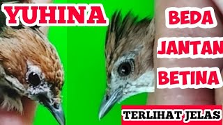 CARA MEMBEDAKAN YUHINA JANTAN DAN BETINA [upl. by Einnahpets]