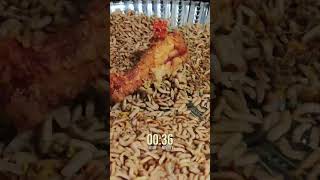 10000 BSF Larvae vs JUICY Fried Chicken 🍗🍗 MindBlowing Timelapse [upl. by Nilek474]