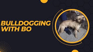 BULLDOGGING WITH BO [upl. by Hak522]