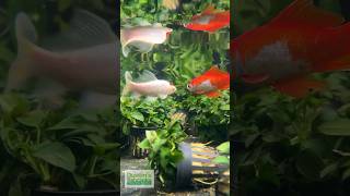 GOLDFISH  ANUBIAS  RED ROOT FLOATER BASIN [upl. by Georgie]