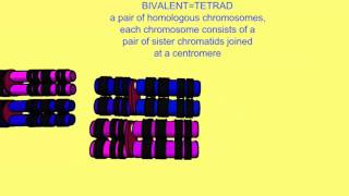 BIVALENTS TETRADS CHROMOSOMES CHROMATIDS [upl. by Sharman]