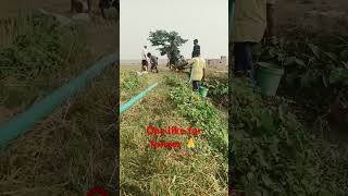 kheti badi sigma ytshorts trending viral khetbadi farmer life [upl. by Arinayed]