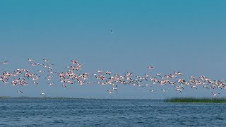 CHILIKA Wildlife Sanctuary [upl. by Holt]