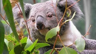 Paula the Koala EugeneYackle KYRSP33DY [upl. by Rotberg112]