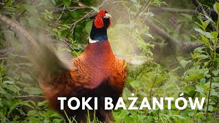 Odgłosy tokowe bażanta  Pheasant sounds [upl. by Norek845]