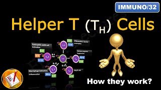 Helper T Cells TH1 cells TH2 cells TH17 cells TFH cells and Treg cells FLImmuno32 [upl. by Braden]