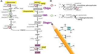 Biosynthesis of Pyrimidine Hayatayoz  PyrimidineBiosynthesis metabolism Nitrogenmetabolism [upl. by Notgnilliw]