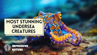 Most Stunning Undersea Creatures [upl. by Townshend]