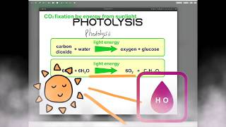 Alevel biology photosynthesis [upl. by Nahum]