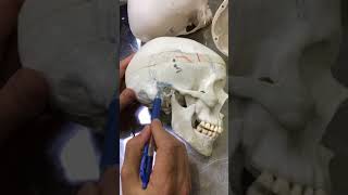 Practical osteology 4  skull  norma lateralis  by Dr Wahdan [upl. by Esinrahc]