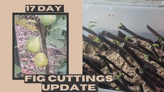 Fig Cuttings 17Day Update Revealed [upl. by Gertrude]