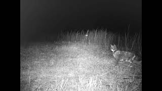 Field Cat Hunting Rabbits trailcam browning cat rabbit CKAMERICA [upl. by Ot]