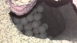 Sea Turtle Mother Laying Her Eggs Original [upl. by Kippie643]