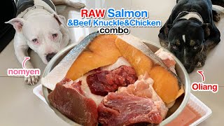 Pit Bulls eat🐟Salmon SteakampBeef KnuckleChicken ASMR RAW  MUKBANG 犬が生の肉を食べる 개는 날 음식을 먹는다  咀嚼音 [upl. by Nace]