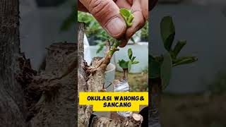 okulasi wahong dan sancang inspirasibonsai teknikbonsai [upl. by Nosdivad]