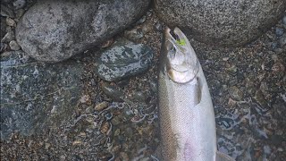 Chartreuse in muddy water always Coho salmon on the fly [upl. by Doxia]