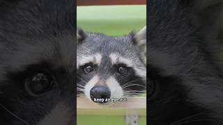 The Mischievous Life of Raccoons animals facts [upl. by Ahsiekyt268]