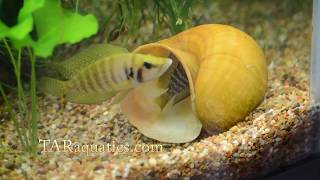 Altolamprologus calvus Yellow 001 [upl. by Thar99]