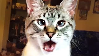 THE BEST CUTE AND FUNNY CAT VIDEOS OF 2023 🐱 [upl. by Annora517]