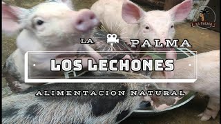 🐖Alimentado Lechones Con Suero De Leche 🧀 Económico Rentable ⚡ [upl. by Manda]