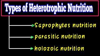 types of heterotrophic nutrition  What is heterotrophic nutrition  Life Processes Class 10 CBSE [upl. by Ayn]