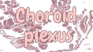 Choroid plexus  nervous system histology [upl. by Bensen]