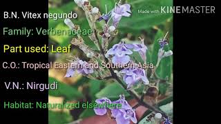 Vitex negundo [upl. by Witt901]