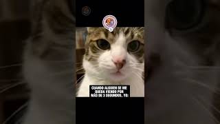 š¾šøODIO AL MUNDOš¨š’ Miaus y Guaus š¶šø michis gatos cat shorts pets funny [upl. by Amii]